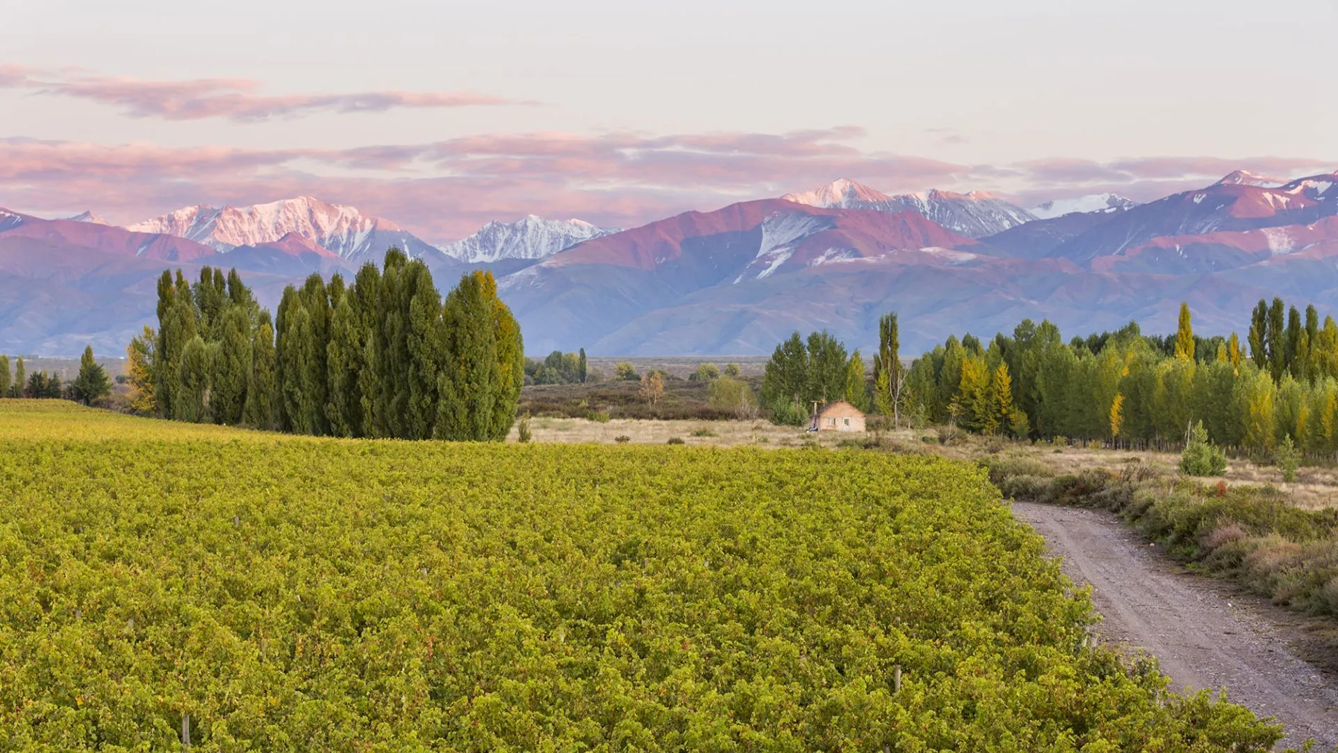 argentina vineyard Arcadia Consulting Vietnam