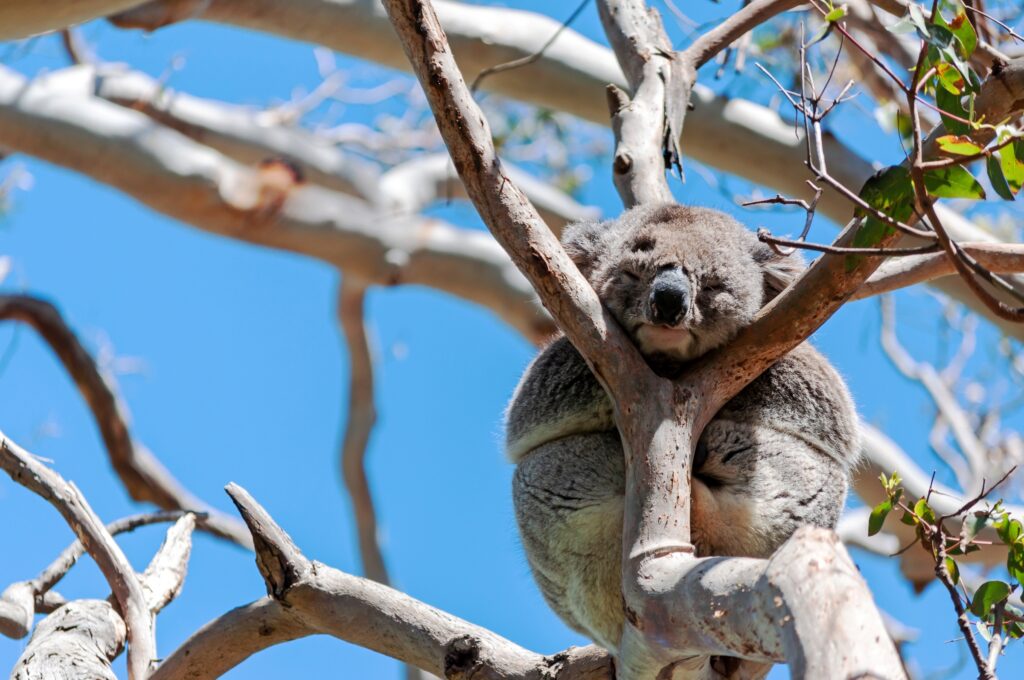 Gau Koala Uc Arcadia Consulting Vietnam